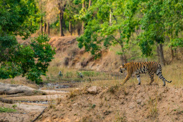 Obraz na płótnie Canvas one of spotty tigress cub in natural tiger habitat, bandhavgah national park, india