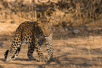 A stare by a aggressive male leopard, jhalana national park, jaipur