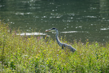 Grey heron amongst reeds in marsh land hunting for fish