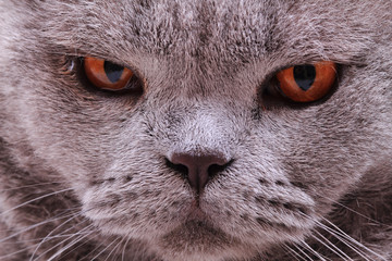 british cat face