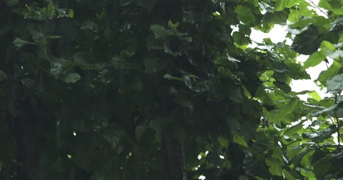 Slow motion handheld shot of linden tree under rain closeup
