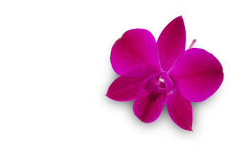 Fototapeta na wymiar isolated pink orchid 