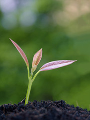 Young new born plant growing out of soil in sun light,agriculture