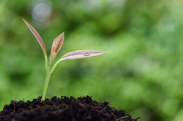 Young new born plant growing out of soil in sun light,agriculture
