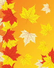 Fototapeta premium Autumn background with colorful maple leaves