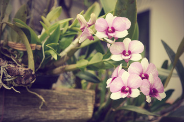 Beautiful orchid flower in garden outdoor