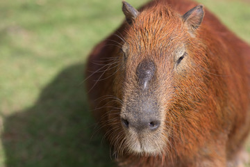 capybara in the zoo
