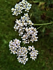 Kräuter, Schafgarbe,Heilpflanzen