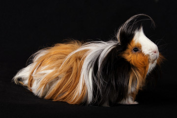 Adult male Abyssinian Guinea Pigs - Cavia porcellus - on a black background 