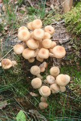 Waldpilze, Hallimasch