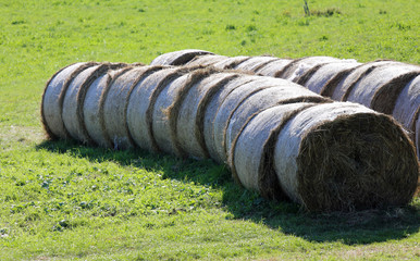 bales of hay rolled on the freshly harvested field