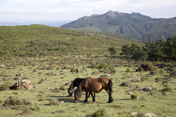 Horses at Vixia Herbeira Cliffs; Ortigueira; Galicia