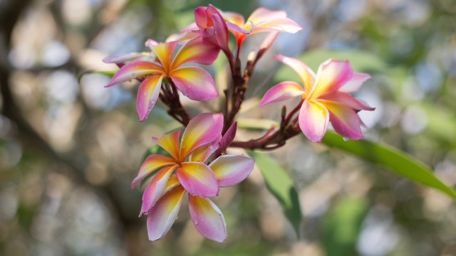 Pink Plumeria 