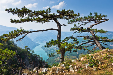 Plakaty  Punkt widokowy Skała Banjska na górze Tara z widokiem na kanion rzeki Driny w zachodniej Serbii