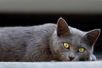 Grey domestic cat with yellow eyes