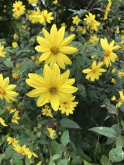 Fototapeta premium Gelbe Blüte 2.0