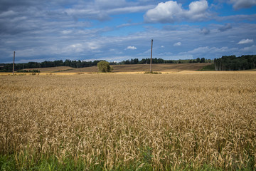 A beautiful country landscape with a wheat fields stretching into distance. Inspiring rural scenery at the end of summer.