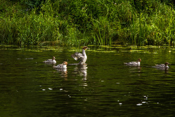 Beautiful young great crested grebe birds swimming in the river. Country landscape with birds.