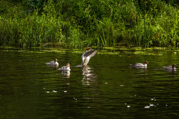 Beautiful young great crested grebe birds swimming in the river. Country landscape with birds.