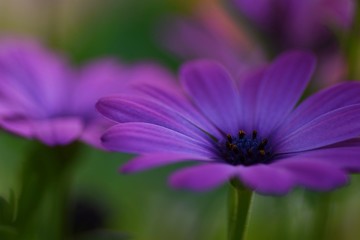 Purple daisy