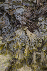 Seaweed on Beach