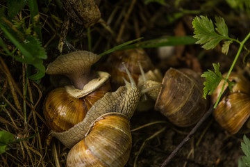 A beautiful lot of live burgundy snails in the forest. Natural scenery with snails.