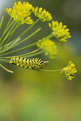 A caterpillar of a papilio machaon butterfly sitting on a dill flower. Macro close-up photo.