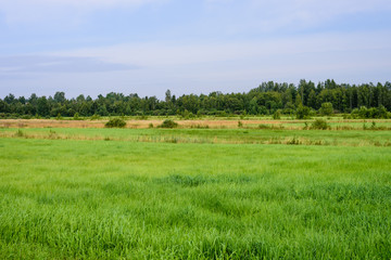 Fototapeta premium Beautiful landscape. Green field, a typical Russian nature, Leningrad oblast, Russia