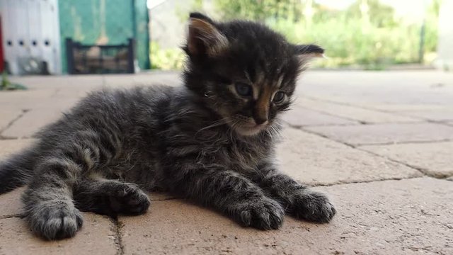 Little funny kitty lying in the garden. Stripped Kitten resting and playing. Kitty looking and possing to the camera. Slowmotion footage 120fps, Black small furry cat cuddle. Close up of happy cat