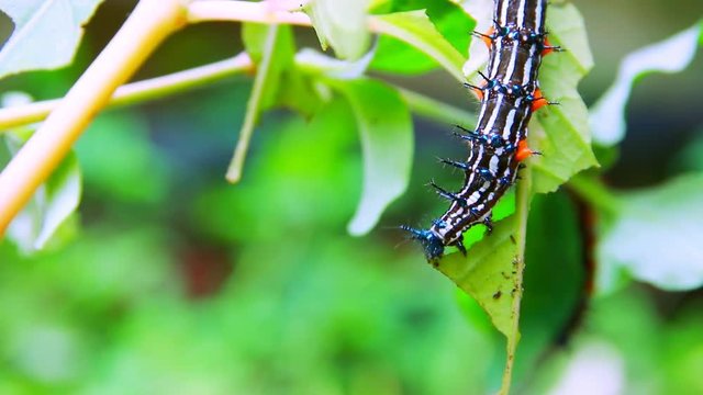 caterpillar worm striped black and white Walking eat on leaf  VDO 4K (Eupterote testacea, Hairy caterpillar)