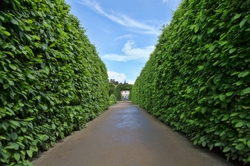 Corridor of green bushes against the blue sky
