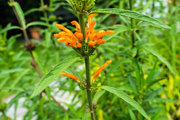 orange fruits hanging on a plant in summer
