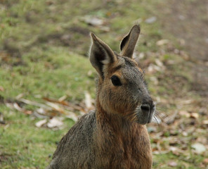 Naklejka na ściany i meble An Adult South American Mara Patagonian Hare.