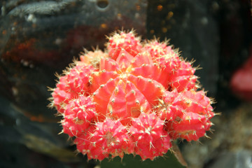 colored cacti - 170055580