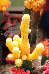 colored cacti - 170055589