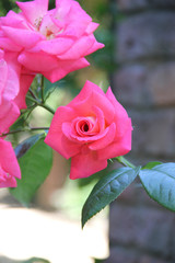 the pink rose on the branch - 170055721