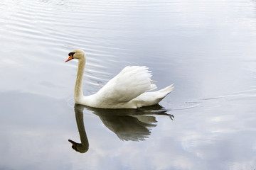 White swan swims along the lake