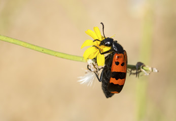 Böcek