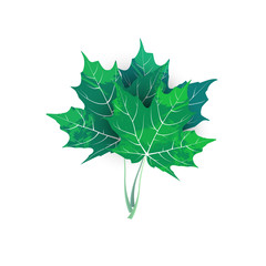 Maple green leaves on white background