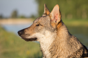 Czechoslovakian Wolfdog Portrait, Italy