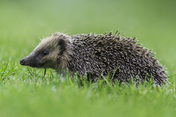 European hedgehog