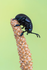 Timarcha tenebricosa - Bloody-nosed beetle