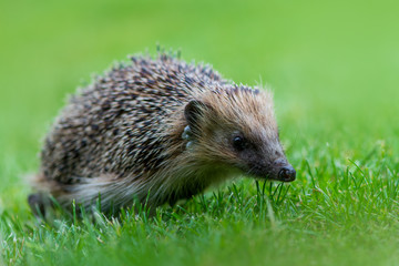 European hedgehog