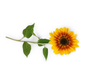 Sonnenblume liegt auf weißem Hintergrund