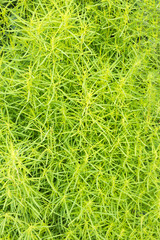 The texture of the young grass