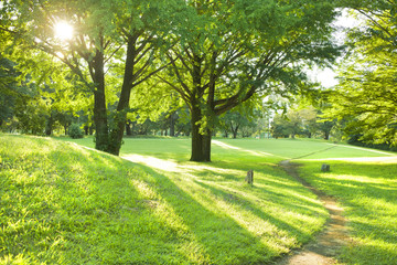 公園　散歩道