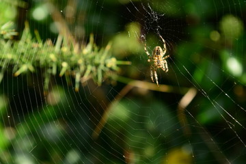 Garden Spider, Jersey, U.K.  Common safe insect on a web.