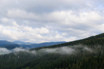 Naklejka na ściany i meble Morning forest in the mountains mild fog