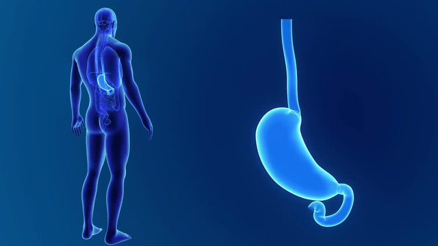 Stomach zoom with organs