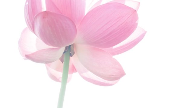 Lotus #014